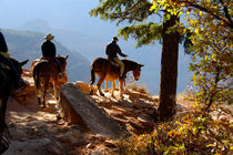 Mule ride into Bright Angel Canyon von Danita Delimont