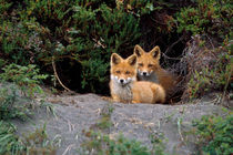 Den of red foxes von Danita Delimont