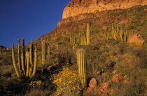 Flowering Brittlebrush and Saguaro and Organ Pipe cacti by Danita Delimont