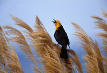 Yellow-headed blackbird von Danita Delimont