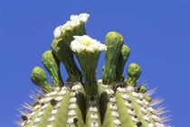 Saguaro Cactus Flower (Carnegiea gigantea) von Danita Delimont