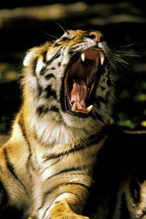 Tiger with open mouth von Danita Delimont