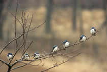 Tree swallows perched on limb in a single row von Danita Delimont