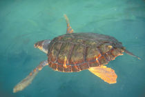 Green Turtle (Chelonia myches) by Danita Delimont