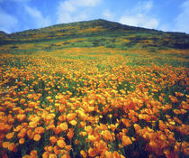 California poppies carpeting a hillside by Danita Delimont