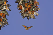 Monarch butterflies clustering at a winter roost by Danita Delimont