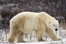 Polar Bear (Ursus maritimus) in Churchill Manitoba Canada by Danita Delimont