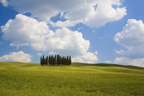 Cypress Trees on the hillside by Danita Delimont