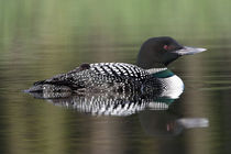 Common Loon (Gavia immer) swimming with chick on back von Danita Delimont