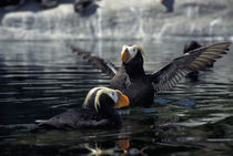 Alaska Tufted puffins by Danita Delimont