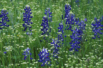 Texas Bluebonnet and Wild Buckwheat (Lupinus texensis/ Erigonum) von Danita Delimont