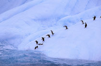 Chinstrap Penguins on icebergs (Pygoscelis antarctica) von Danita Delimont