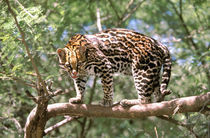 Ocelot (Leopardus pardalis) von Danita Delimont