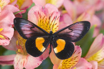 Miyana meyeri butterfly from PNG von Danita Delimont