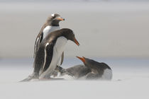 Gentoo penguins in a sand storm von Danita Delimont
