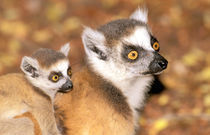 Ring-tailed lemurs (Lemur catta) by Danita Delimont