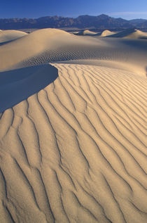 Mesquite Flats sand dunes with wind ripples at sunrise by Danita Delimont