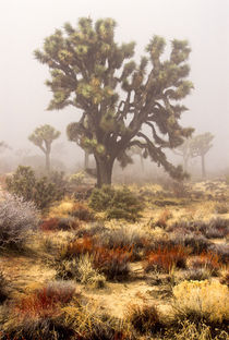 Joshua trees ('Yucca brevifolia') by Danita Delimont