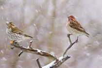 Female and male Cassin's finches in a blizzard von Danita Delimont