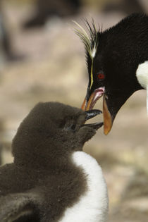 Falkland Islands by Danita Delimont