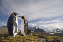 King Penguins (Aptenodytes patagonicus) in hills above shoreline overlooking massive rookery along Saint Andrews Bay by Danita Delimont