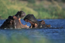 Hippopotami (Hippopotamus amphibius) fight by Khwai River von Danita Delimont