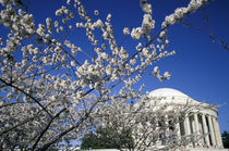 Cherry Blossom Festival and the Jefferson Memorial by Danita Delimont
