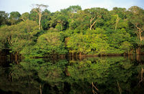 Rainforest river bank reflected in the water of the river von Danita Delimont