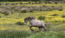 A horse running in a field of yellow wildflowers in the Irish counrtyside von Danita Delimont