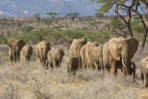 Elephants walking in a line von Danita Delimont