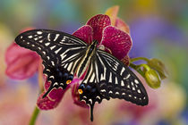 Washington Tropical Butterfly Photograph of Papilio xuthus the Chinese Yellow Swallowtail on Orchid von Danita Delimont