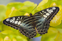 Washington Tropical Butterfly Photograph of Parthenos sylvia lilacinus the B lue Clipper for Asia von Danita Delimont