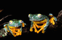 Leaf frogs (Agalychnis craspedopus) by Danita Delimont