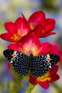 Sammamish Washington Tropical Butterflies photograph Hamadryas arinome the Starry Night Butterfly on beautiful fresia flower by Danita Delimont