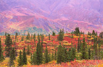 Fall color in Denali National Park von Danita Delimont