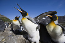 King Penguins (Aptenodytes patagonicus) fighting over nesting space in crowded rookery along Right Whale Bay by Danita Delimont