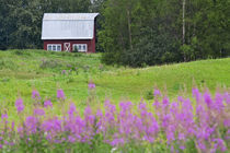 Barn in field with fireweed von Danita Delimont