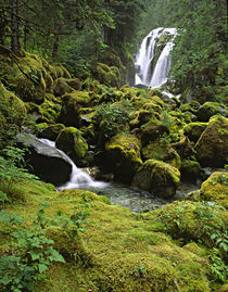 A waterfall and rain forest in Southeast Alaska by Danita Delimont