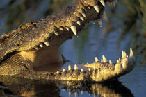 Nile Crocodile (Crocodylus niloticus) bares teeth in Khwai River at sunset von Danita Delimont