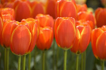 5 million tulips in 100 varieties von Danita Delimont