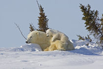 Polar bear cub climbing on mother von Danita Delimont