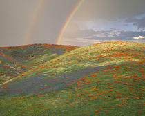 Hills with poppies and lupine with double rainbow by Danita Delimont