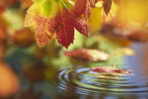 Close-up of autumn vine maple leaves reflecting in pool of water with ripple by Danita Delimont