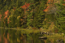 Fall reflections at Bubble Pond von Danita Delimont