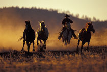 Cowboy and horses running PR (MR) by Danita Delimont