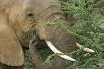 Close-up of elephant feeding on thorny Acacia tree by Danita Delimont