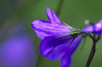 Bluebell flower in Independence Pass in Colorado by Danita Delimont