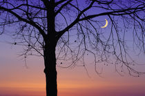 A sliver of moon singular tree silhouette von Danita Delimont