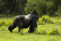 Mountain Gorillas (Gorilla beringei beringei) Sabyinyo Silverback walking across meadow von Danita Delimont