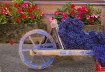 Old wooden cart with fresh-cut lavender by Danita Delimont